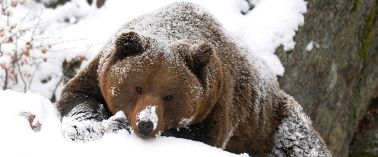 Na medvede treba myslieť aj v zime
