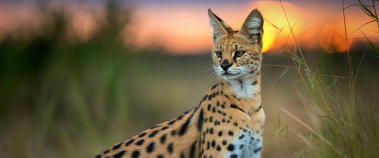 Serval stepný prekvapil obyvateľov obce Hviezdoslavov