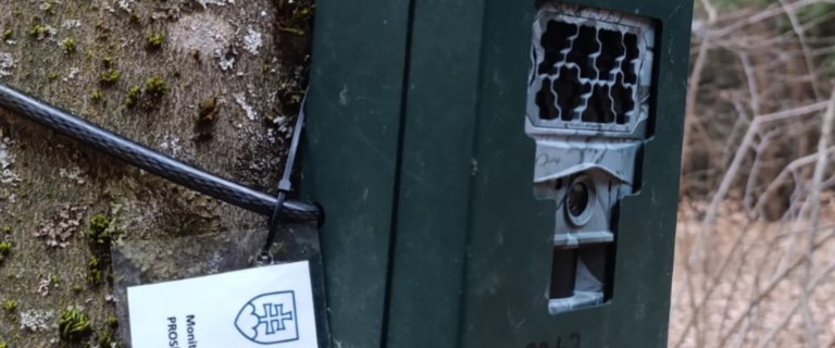 Fotopasca upevnená na strome v lese – detail senzora a maskovania zariadenia na monitoring medveďa hnedého.