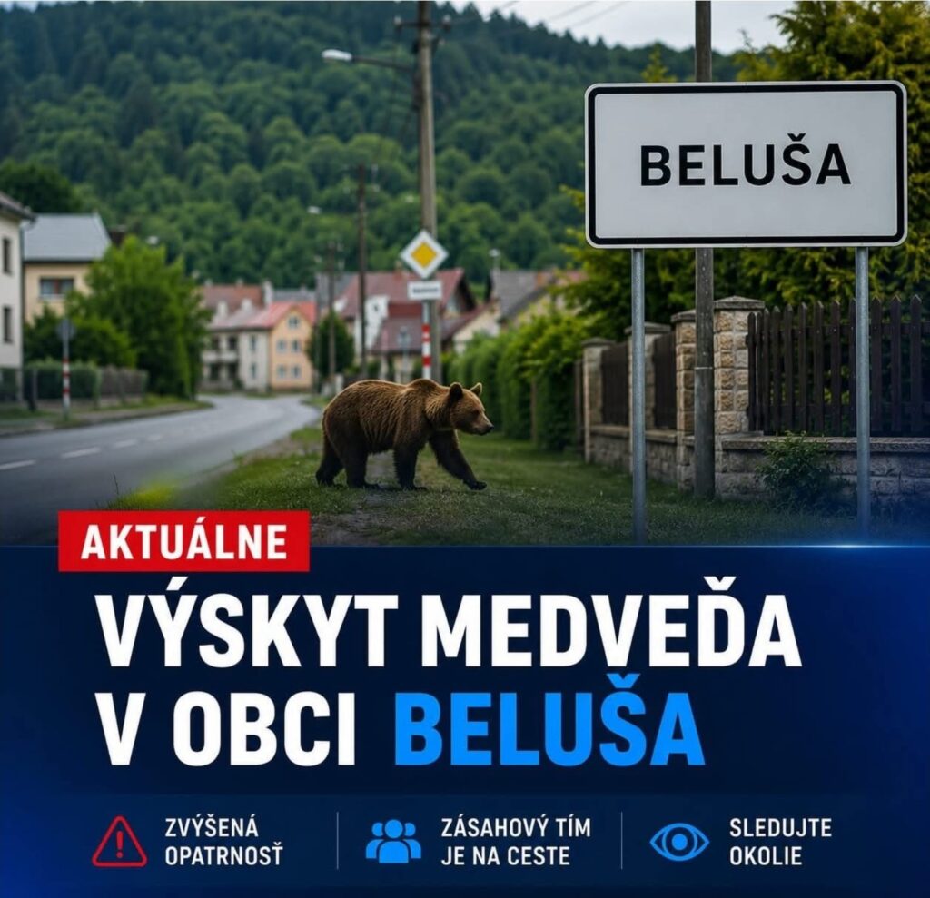 Grafika upozorňujúca na výskyt medveďa v obci Beluša. Na pravej strane je medveď pohybujúci sa popri ceste pri tabuli s názvom obce Beluša, v pozadí vidno dedinu a lesnaté kopce. Na ľavej strane sa nachádza výrazný tmavomodrý informačný panel s nápisom „Aktuálne – Výskyt medveďa v obci Beluša“ a ikonami upozorňujúcimi na zvýšenú opatrnosť, príchod zásahového tímu a potrebu sledovať okolie.