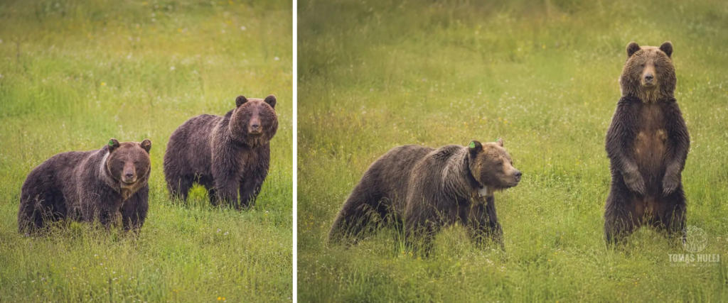 Koláž fotografií medveďa hnedého na lúke. Na prvom zábere sú dva označené medvede, na druhom kráča dospelý jedinec trávnatým porastom a na treťom stojí medveď vzpriamene na zadných nohách.