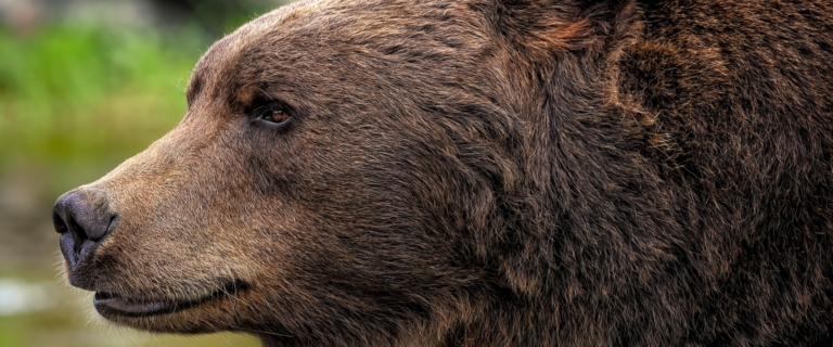 Detailný bočný portrét medveďa hnedého. Na fotografii je zachytená hlava a časť tela dospelého jedinca s hustou hnedou srsťou, pričom medveď pokojne pozoruje okolie. Pozadie tvorí rozostrená prírodná scenéria v zelených odtieňoch.