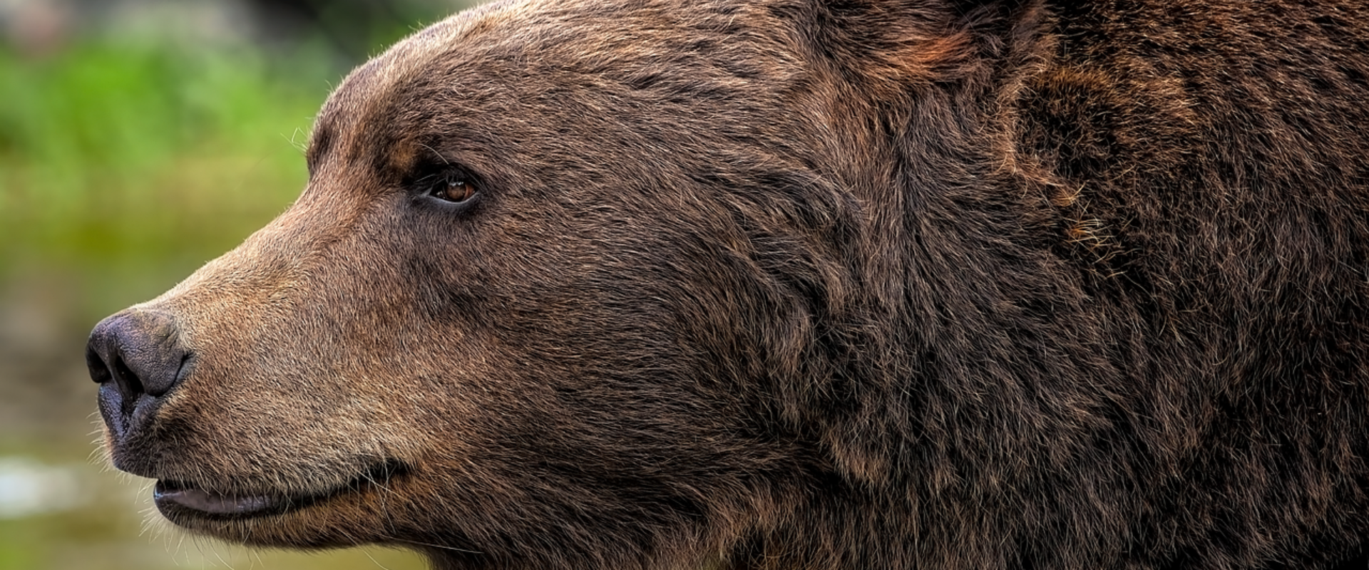 Detailný bočný portrét medveďa hnedého. Na fotografii je zachytená hlava a časť tela dospelého jedinca s hustou hnedou srsťou, pričom medveď pokojne pozoruje okolie. Pozadie tvorí rozostrená prírodná scenéria v zelených odtieňoch.