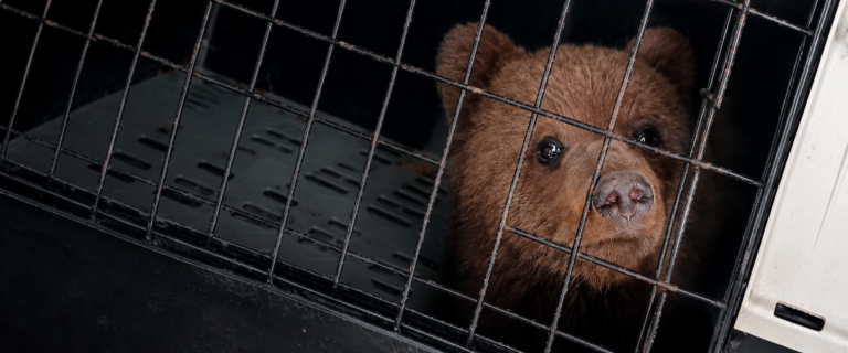 Detailný záber na mláďa medveďa hnedého v prepravnom boxe. Mladý medveď pokojne sedí za mrežou a pozoruje okolie. Fotografia dokumentuje manipuláciu a transport jedinca