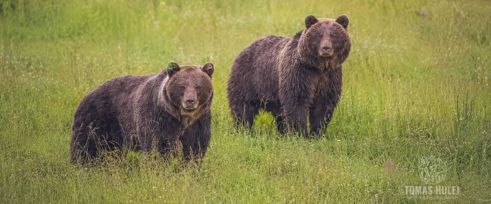 Dva medvede hnedé stoja vo vysokej tráve na lúke a pozerajú smerom k fotografovi. Na ušiach majú identifikačné značky používané pri monitoringu voľne žijúcich živočíchov.
