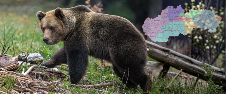 medveď hnedý v lesnom prostredí s mapou kompetencií zásahových tímov