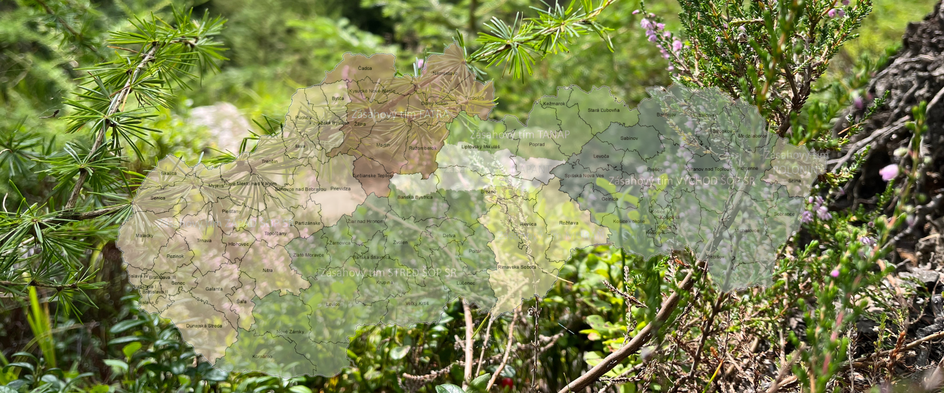 Mapa Slovenska rozdelená podľa okresov a územnej pôsobnosti zásahových tímov pre medveďa hnedého. Vyznačené sú zásahové tímy Západ, Stred, Východ, Fatra, NAPANT, TANAP, Muráň a Poloniny. Mapa je umiestnená na pozadí zelenej lesnej vegetácie s ihličnatými vetvami a kvitnúcimi rastlinami.