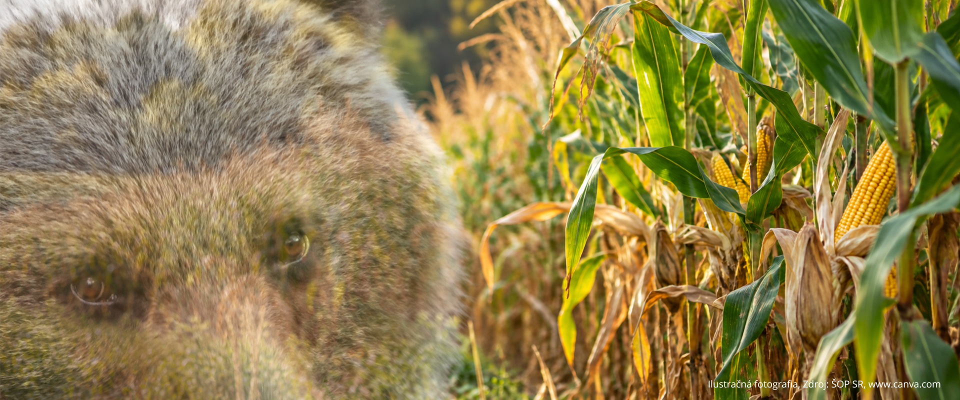 Ilustračná fotografia medveďa hnedého pri kukuričnom poli. V popredí je detail hlavy medveďa, vpravo dozrievajúci porast kukurice.