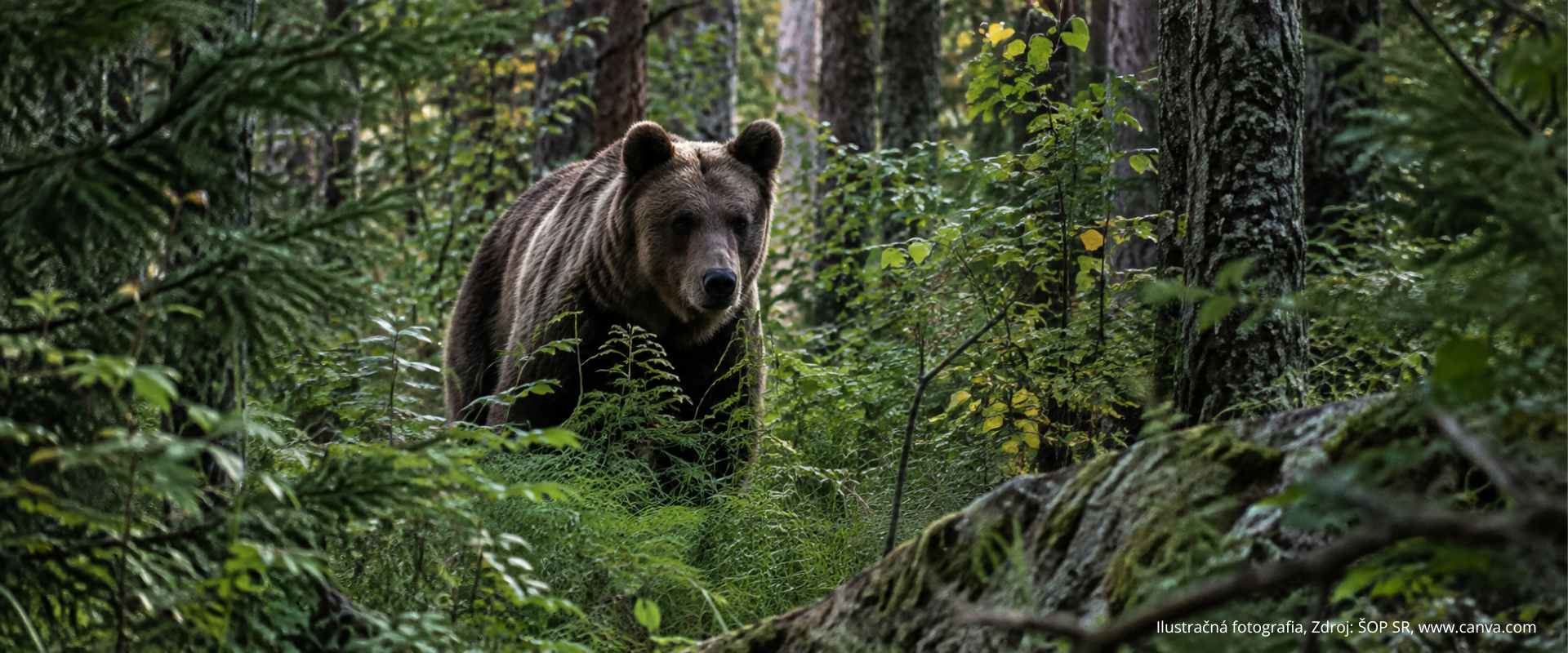 Medveď hnedý v hustom lesnom poraste medzi stromami a bujnou vegetáciou. Ilustračná fotografia upozorňuje na výskyt medveďa v prirodzenom lesnom prostredí.