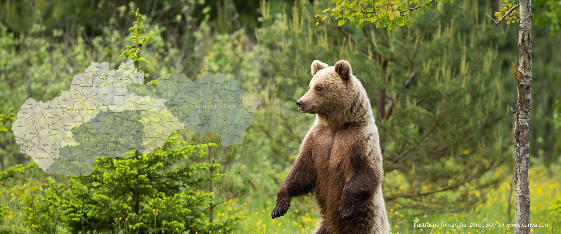 Ilustračná fotografia medveďa hnedého stojaceho na zadných nohách na lúke v lesnom prostredí. V ľavej časti je vložená mapa Slovenska s vyznačenými pôsobiskami zásahových tímov Štátnej ochrany prírody SR.