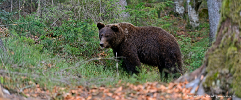Medveď hnedý stojaci v lesnom poraste medzi stromami a mladými ihličnanmi. V popredí sú opadané listy a časť kmeňa stromu; medveď je zachytený zboku s hlavou otočenou smerom k fotografovi. Ilustračná fotografia.