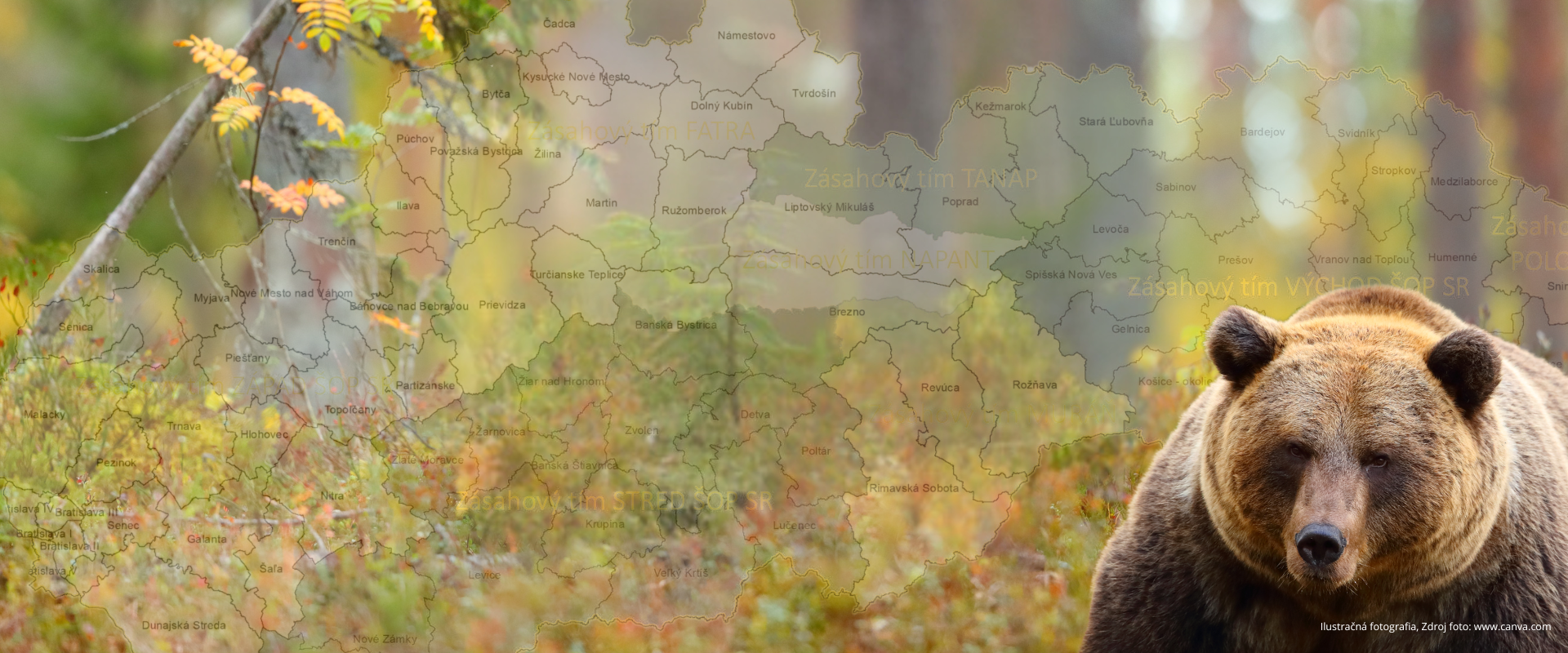 Ilustračná grafika s mapou Slovenska, na ktorej sú vyznačené územia pôsobnosti jednotlivých zásahových tímov pre medveďa hnedého. V popredí vpravo je medveď hnedý, v pozadí jesenný les.